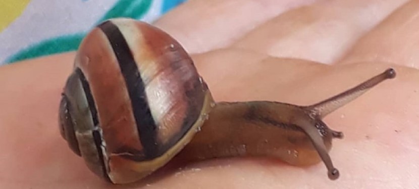 THERAPEUTIC FOREST SCHOOL